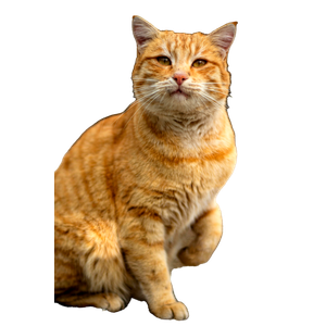 Related cat image: Close Up Of A Cute Orange Tabby Cat With Blurred Background, Showing Its Adorable Expression. 12399
